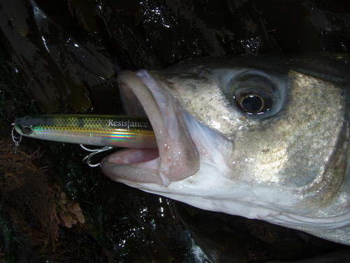 picasion.com_d3a1a7080478af71ce853b5b04055e3e