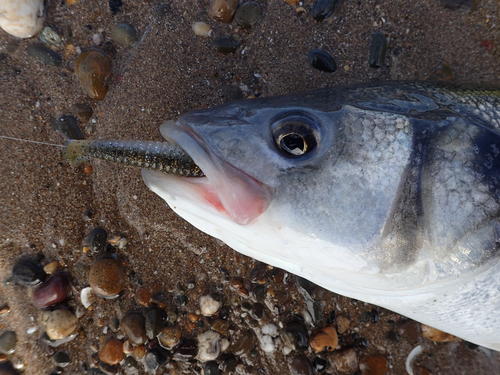 picasion-com_dd647386967f4b6ff0e2afc11965b8c9