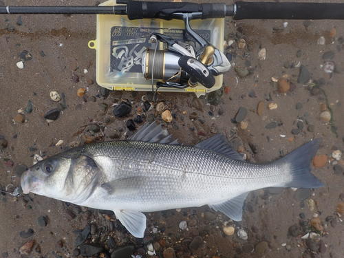 Bass on Lures – South Devon Bass Guide