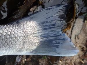 picasion-com_75316b9e26569aacc75d81f5f0fe7739