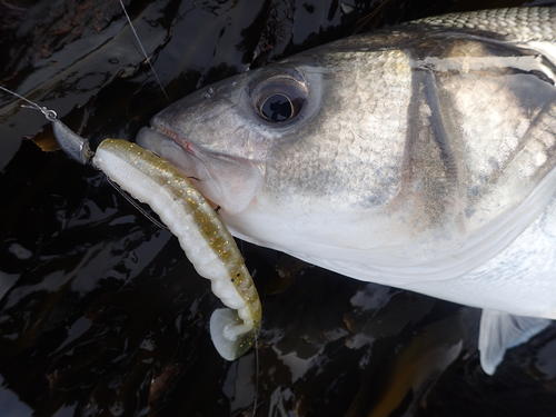 picasion-com_d3637a281cc951d356c5d88ec2af4518